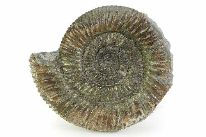 Jurassic Ammonite (Dactylioceras) Fossil - England #351322